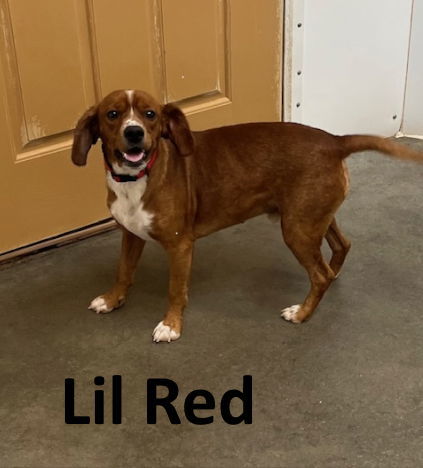 Lil Red