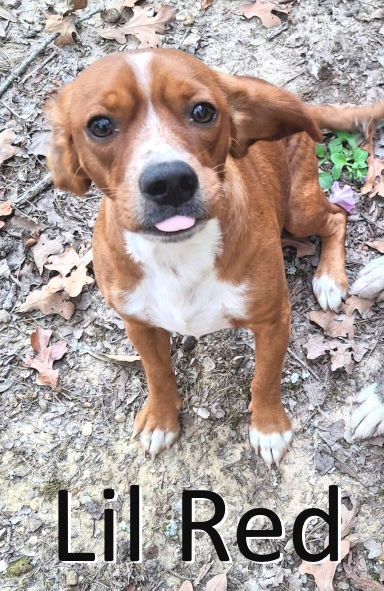 Lil Red