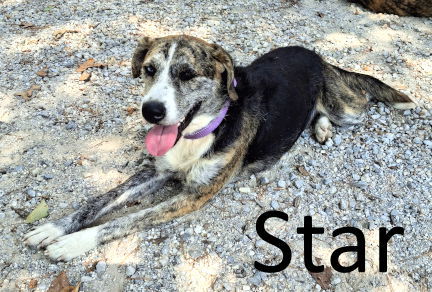 Star