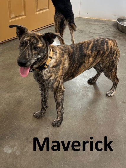 Maverick