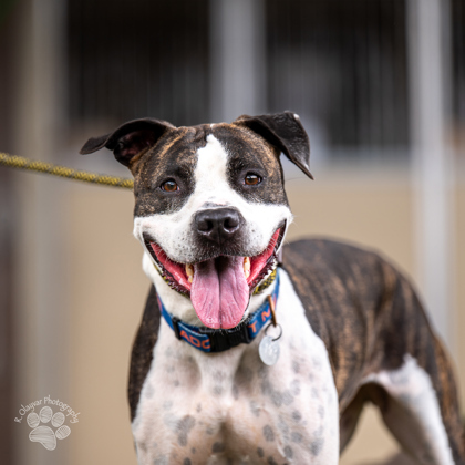 Zena, an adoptable Mixed Breed in Honolulu, HI, 96826 | Photo Image 1