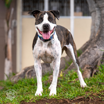 Zena, an adoptable Mixed Breed in Honolulu, HI, 96826 | Photo Image 2