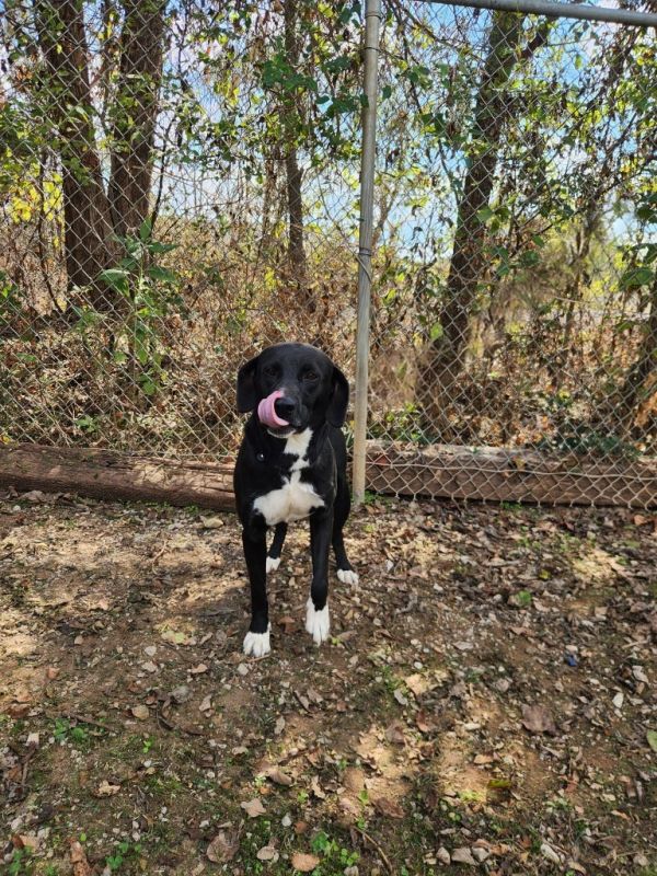 Crown Royal thumbnail 2