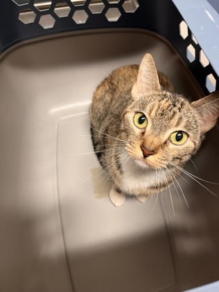 Sheba- ADOPTED