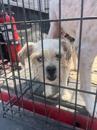 Sammy Rae- ADOPTED