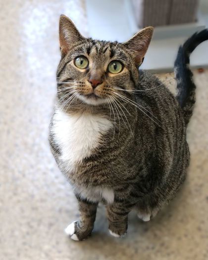 Mabel (Bonded to Heidi)(at Smitten Kitten)