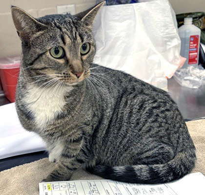 Mabel (Bonded to Heidi)(at Smitten Kitten)