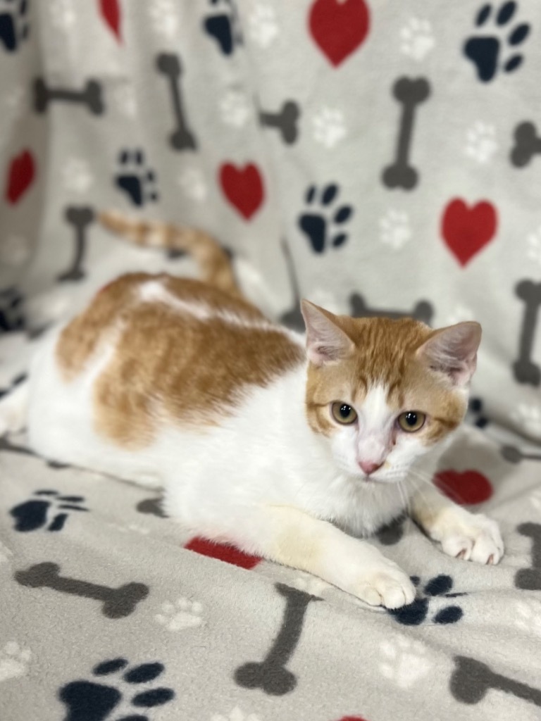 Pee-wee, an adoptable Domestic Short Hair in Corpus Christi, TX, 78415 | Photo Image 1