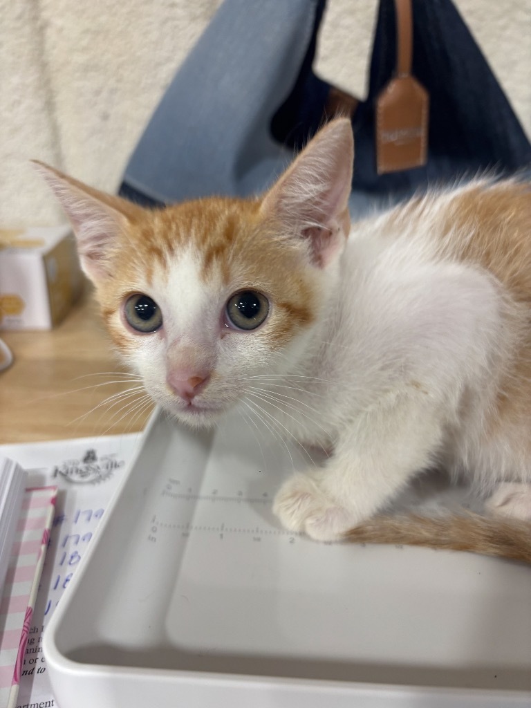 Pee-wee, an adoptable Domestic Short Hair in Corpus Christi, TX, 78415 | Photo Image 3