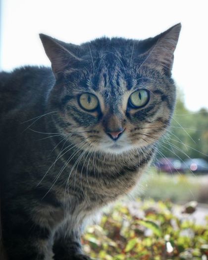 Heidi (Bonded to Mabel)(at Smitten Kitten)