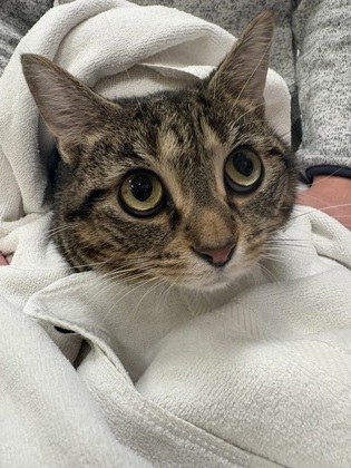 Heidi (Bonded to Mabel)(at Smitten Kitten)