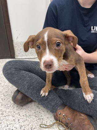 Carib- ADOPTED