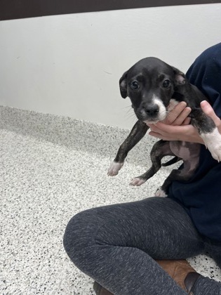 Taino - ADOPTED