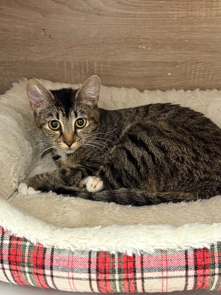 Sable, an adoptable Domestic Short Hair in Heber City, UT, 84032 | Photo Image 1