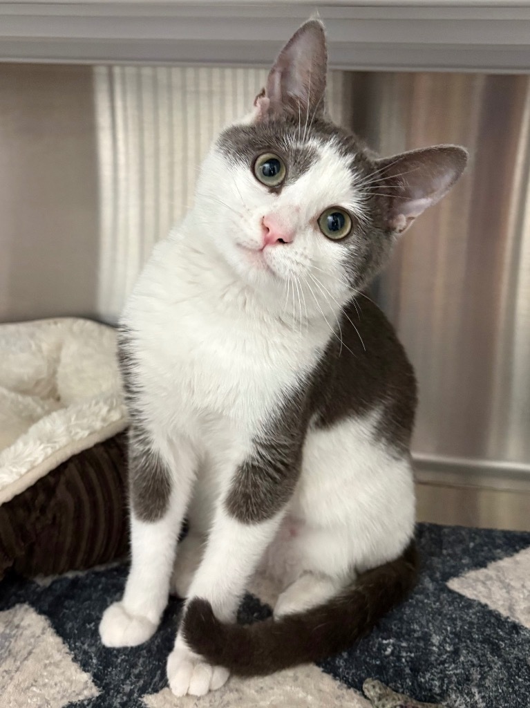 Jelly Bean, an adoptable Munchkin, Domestic Short Hair in Fort Lauderdale, FL, 33304 | Photo Image 1