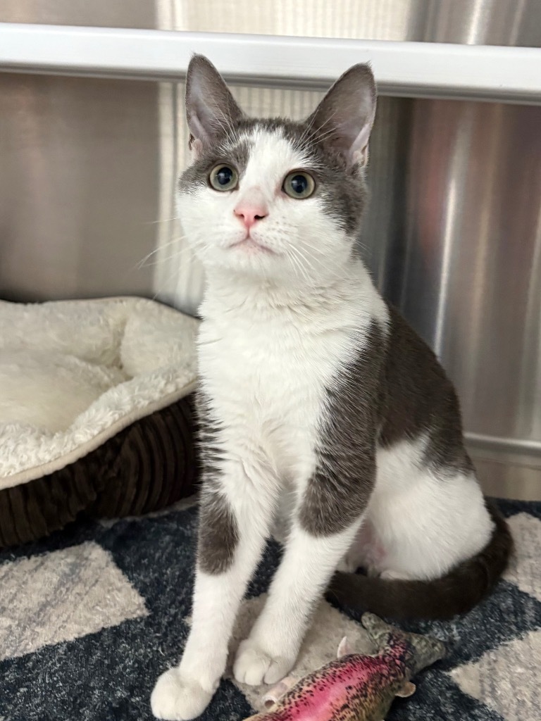 Jelly Bean, an adoptable Munchkin, Domestic Short Hair in Fort Lauderdale, FL, 33304 | Photo Image 2