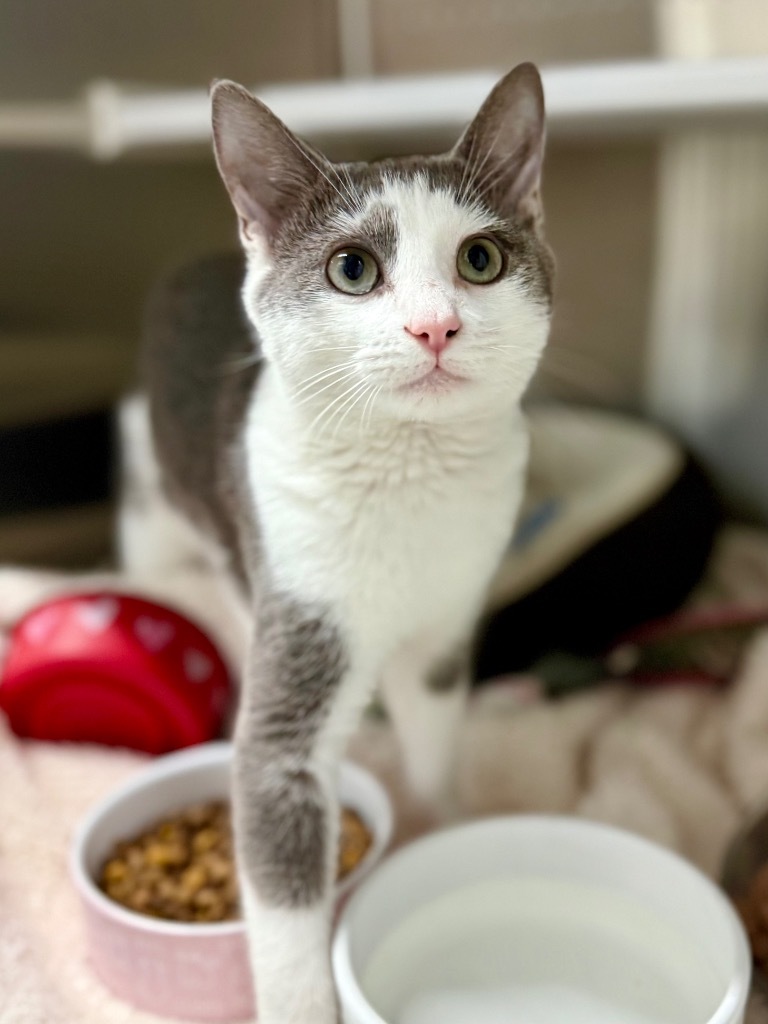 Jelly Bean, an adoptable Munchkin, Domestic Short Hair in Fort Lauderdale, FL, 33304 | Photo Image 3