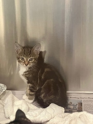 Soyyo-ADOPTED