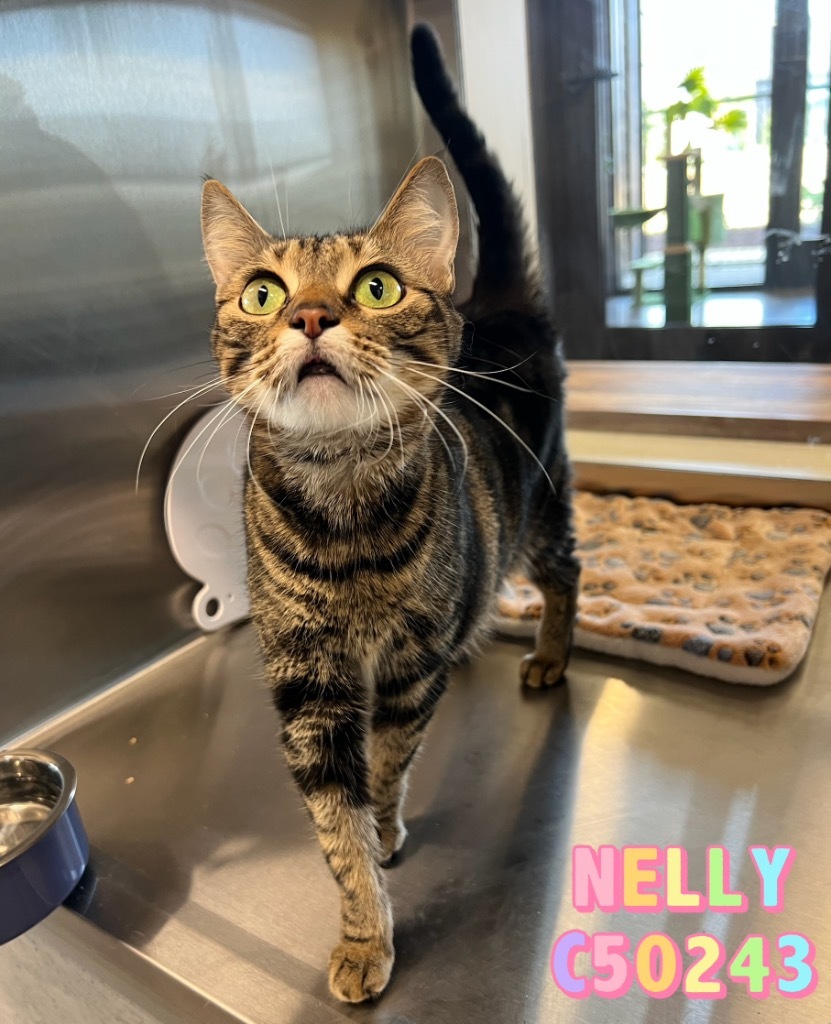 Nelly