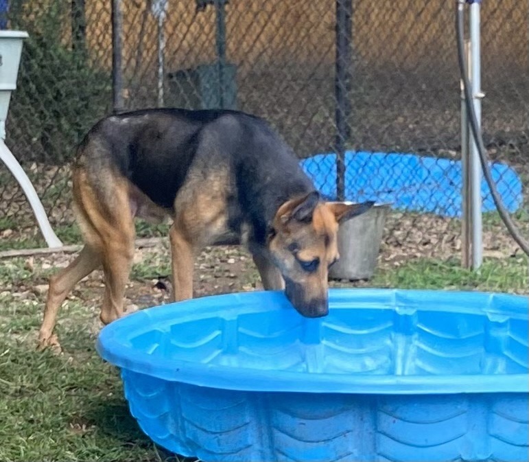 Banjo