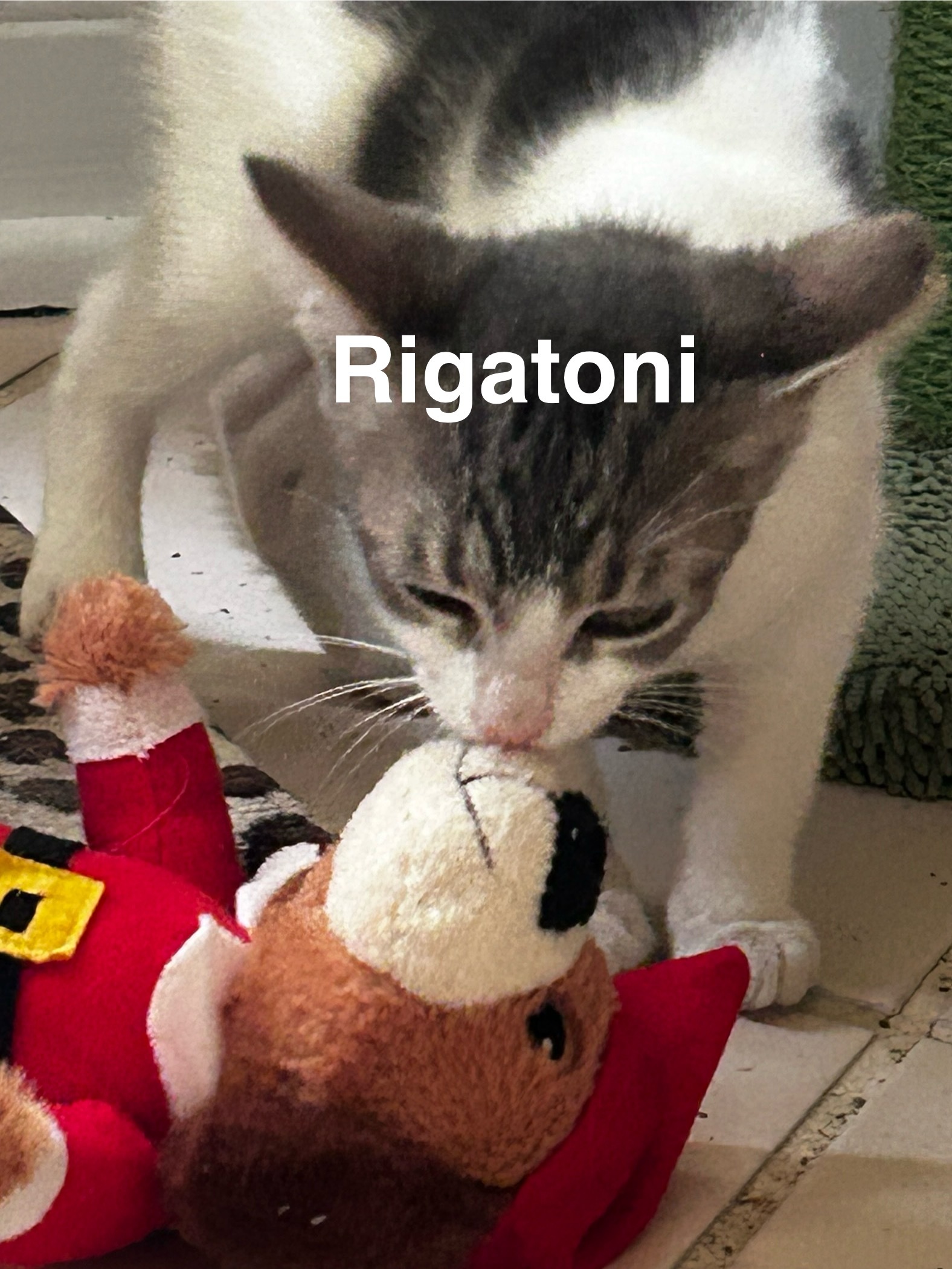 Rigatoni