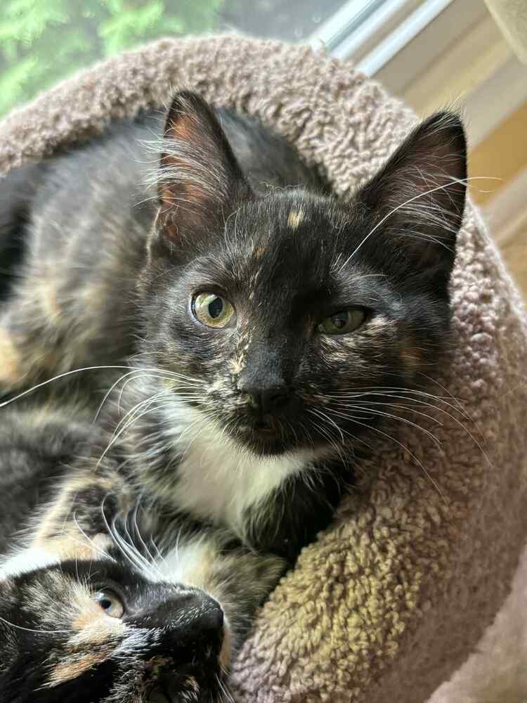 Anette-Bonded with Claudine