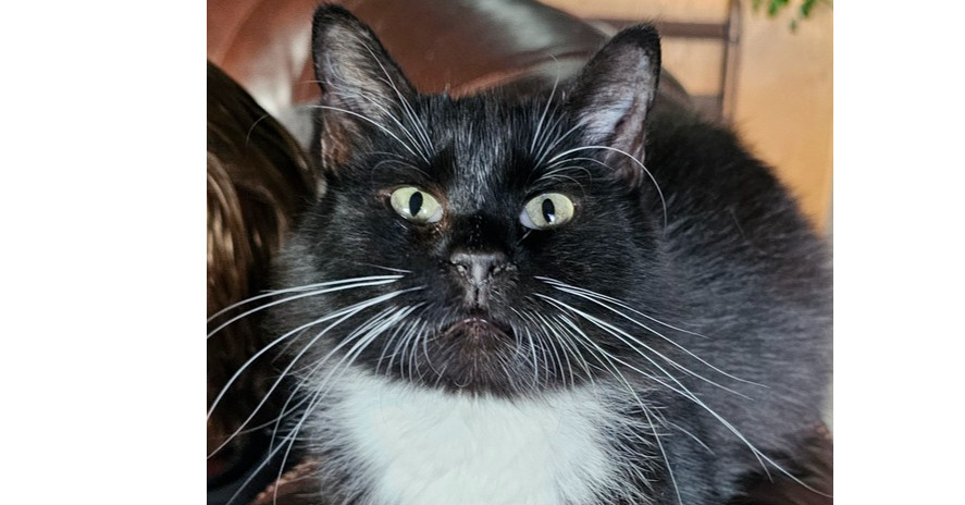 Star, an adoptable Domestic Medium Hair in Fort collins, CO, 80526 | Photo Image 1