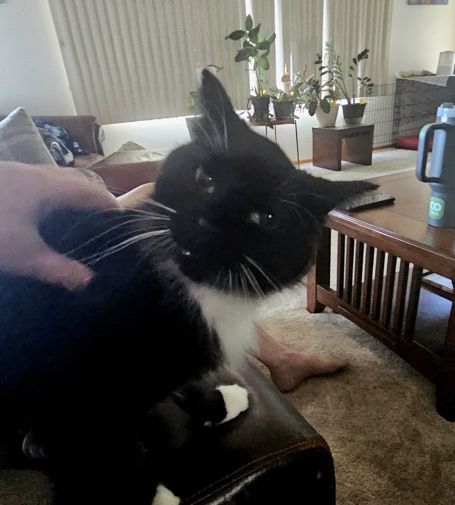 Star, an adoptable Domestic Medium Hair in Fort collins, CO, 80526 | Photo Image 2