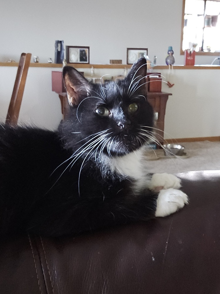 Star, an adoptable Domestic Medium Hair in Fort collins, CO, 80526 | Photo Image 5