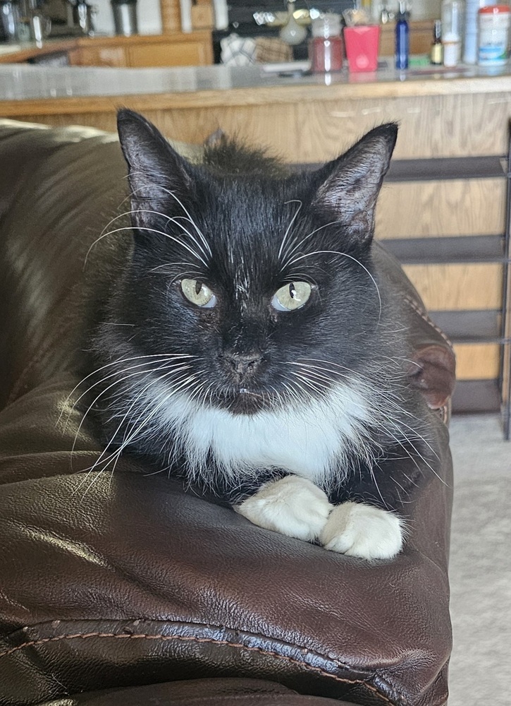 Star, an adoptable Domestic Medium Hair in Fort collins, CO, 80526 | Photo Image 6