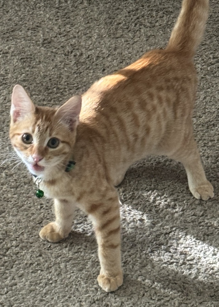 ZULIUS