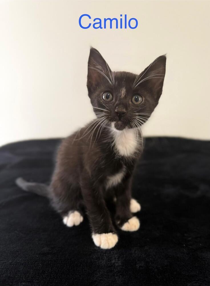 Camilo
