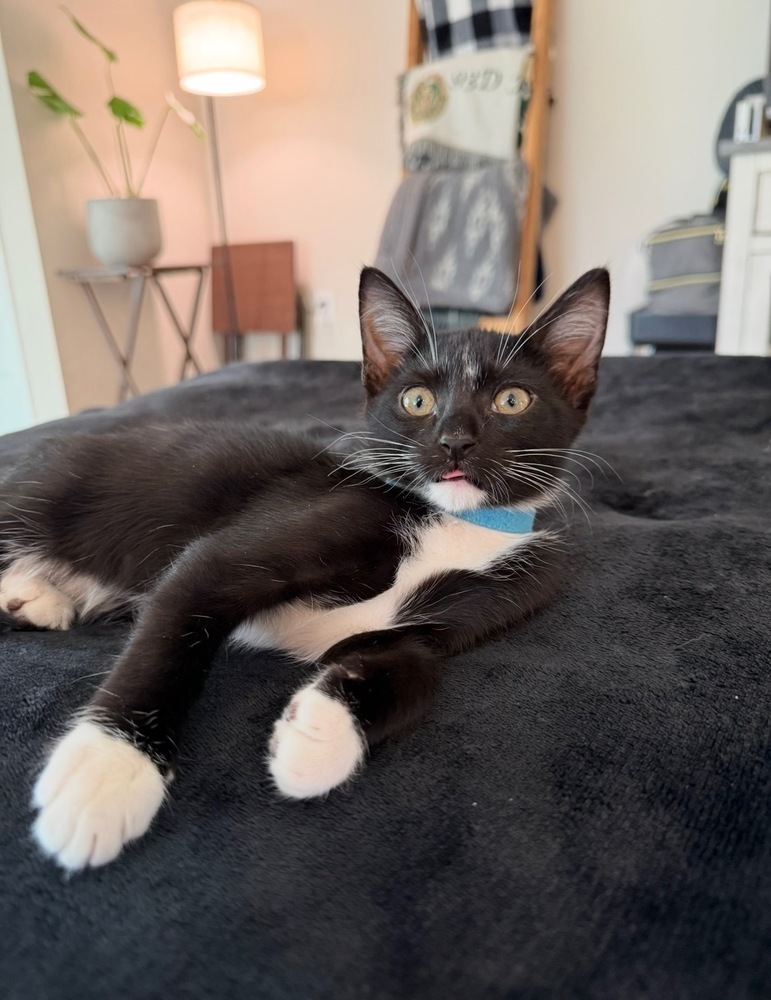 Photo of Baby Male Domestic Short Hair Black & White / Tuxedo