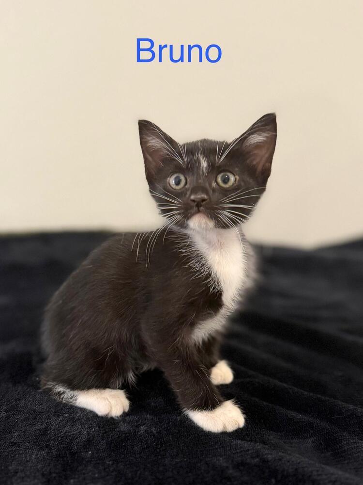Bruno