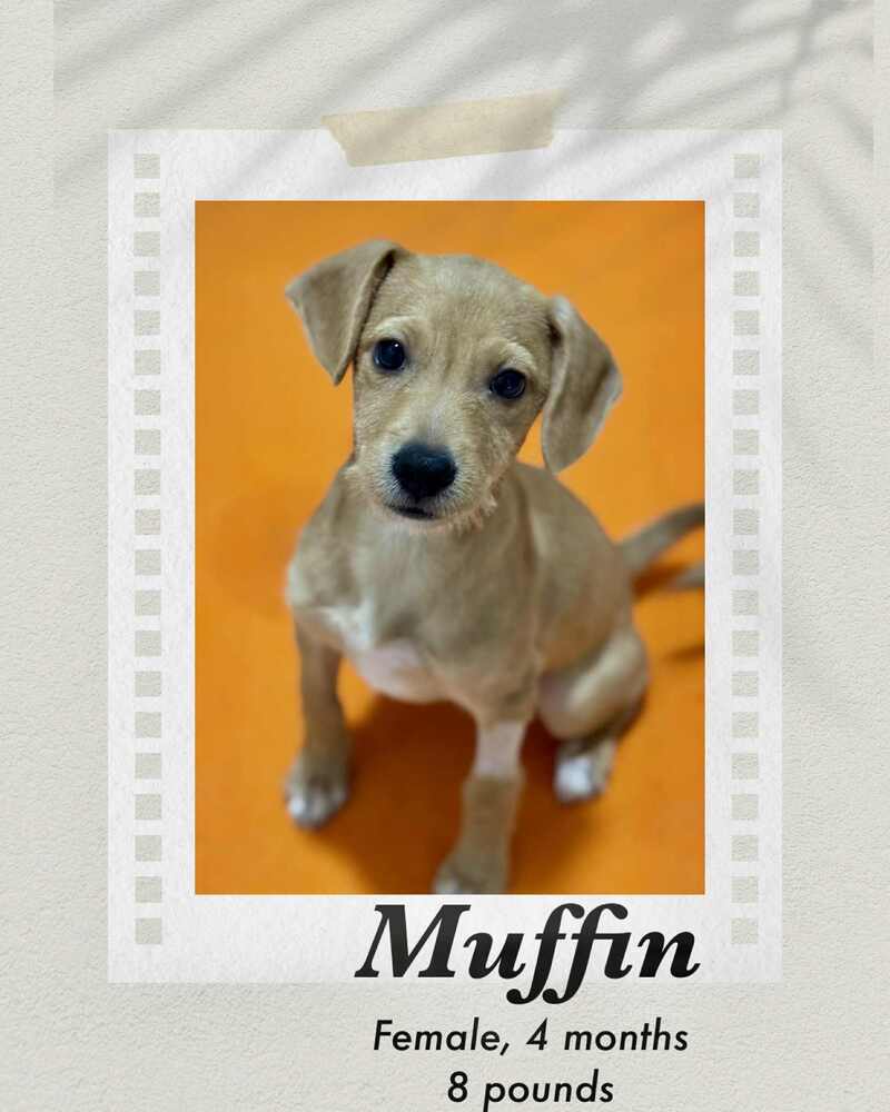 Photo of Baby Female Rat Terrier 