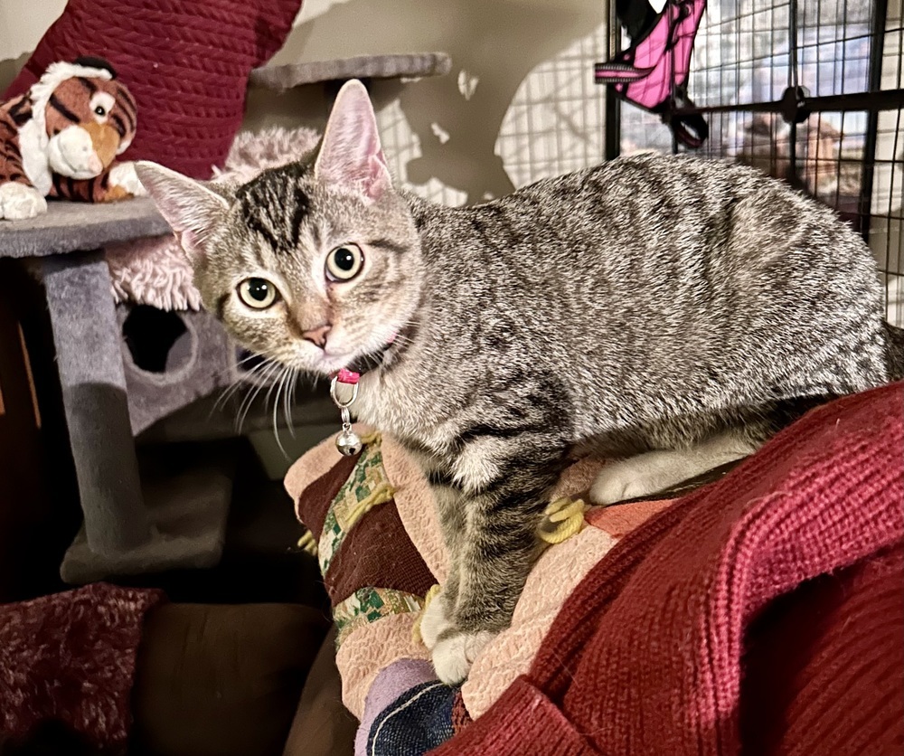 Babee - Ivy, an adoptable Domestic Short Hair in Moses Lake, WA, 98837 | Photo Image 1