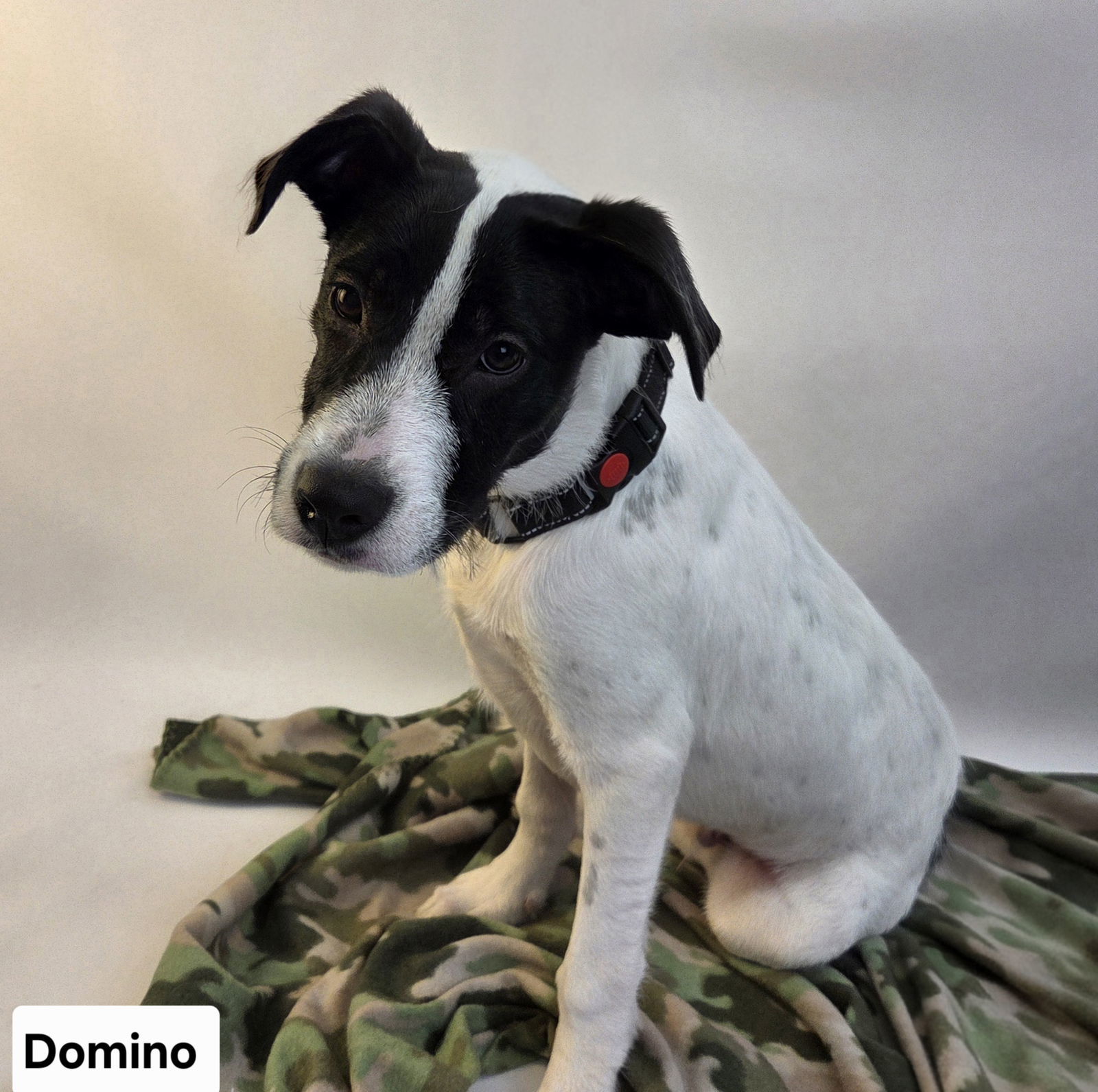 Domino, an adoptable Labrador Retriever, Pointer in Duluth, MN, 55802 | Photo Image 1