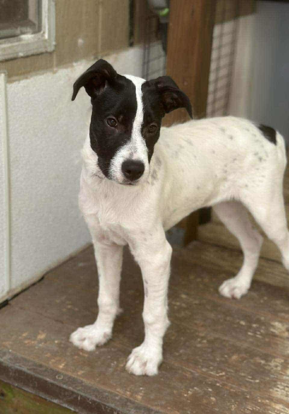 Domino, an adoptable Labrador Retriever, Pointer in Duluth, MN, 55802 | Photo Image 2