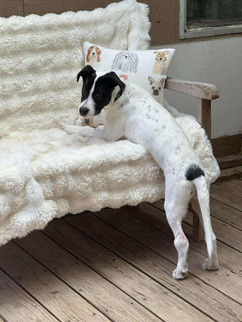 Domino, an adoptable Labrador Retriever, Pointer in Duluth, MN, 55802 | Photo Image 3