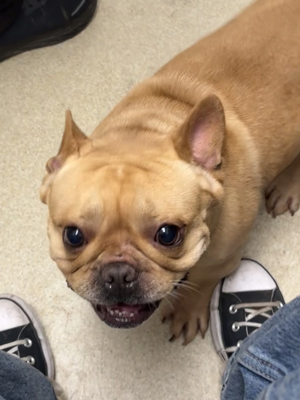 Adopt Da Vinci
