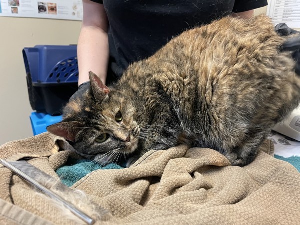 Tabby
