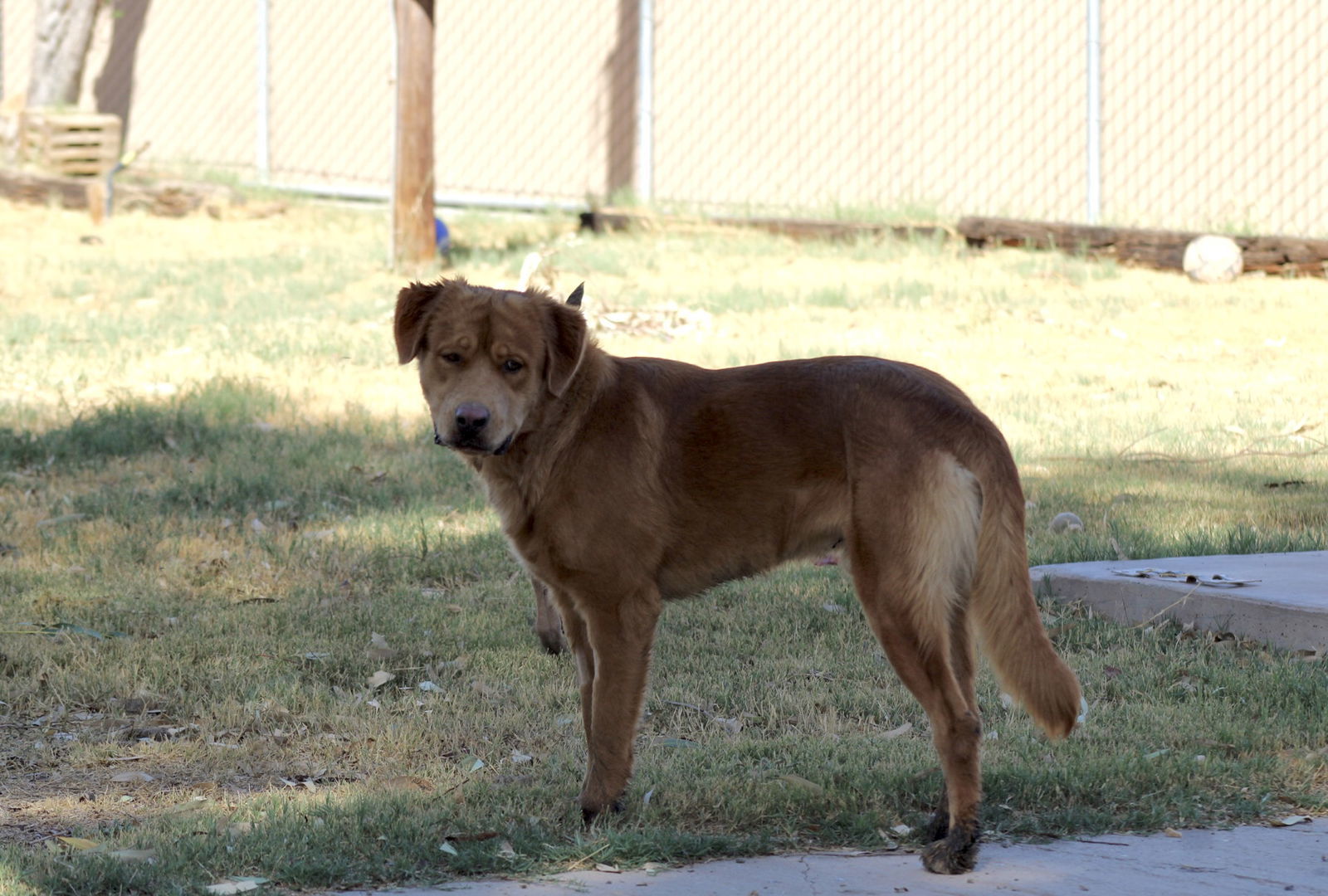 Toby