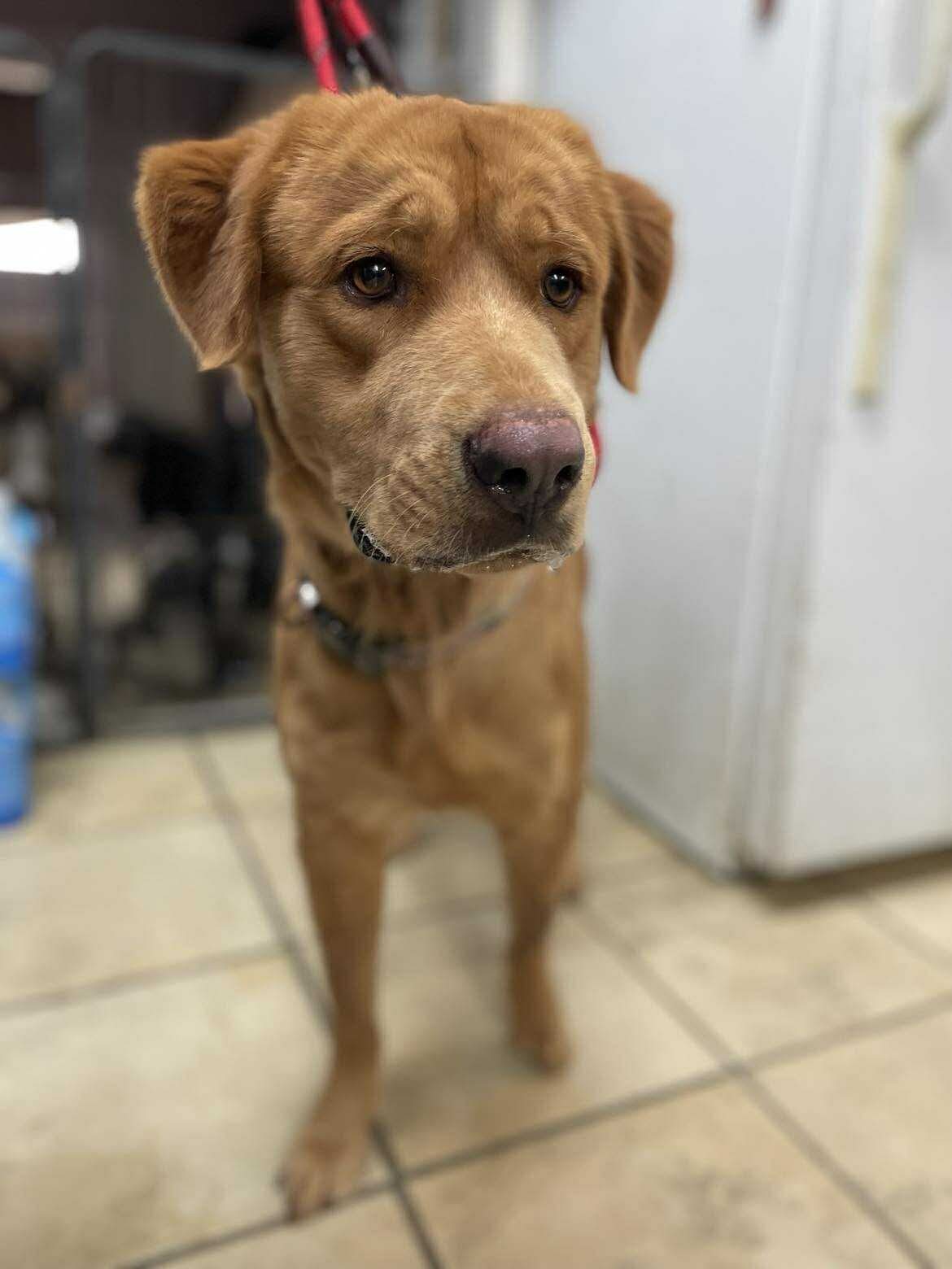 Toby