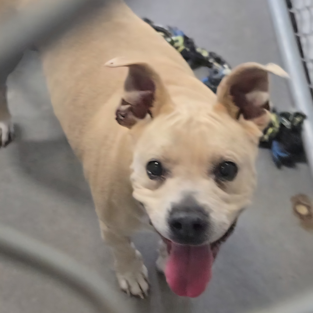 Maizee, an adoptable Mixed Breed in Buffalo, WY, 82834 | Photo Image 1