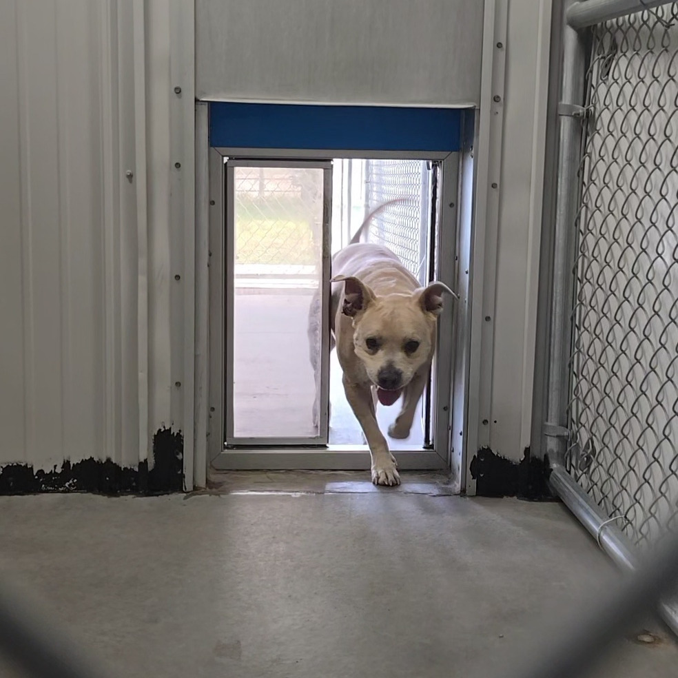 Maizee, an adoptable Mixed Breed in Buffalo, WY, 82834 | Photo Image 2