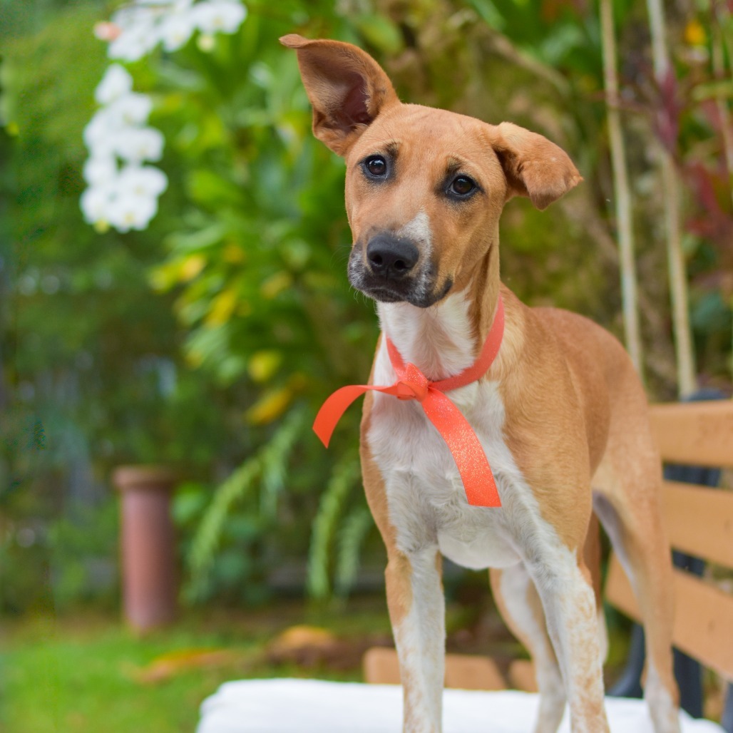 Pumpkin, an adoptable Mixed Breed in Kailua Kona, HI, 96740 | Photo Image 1