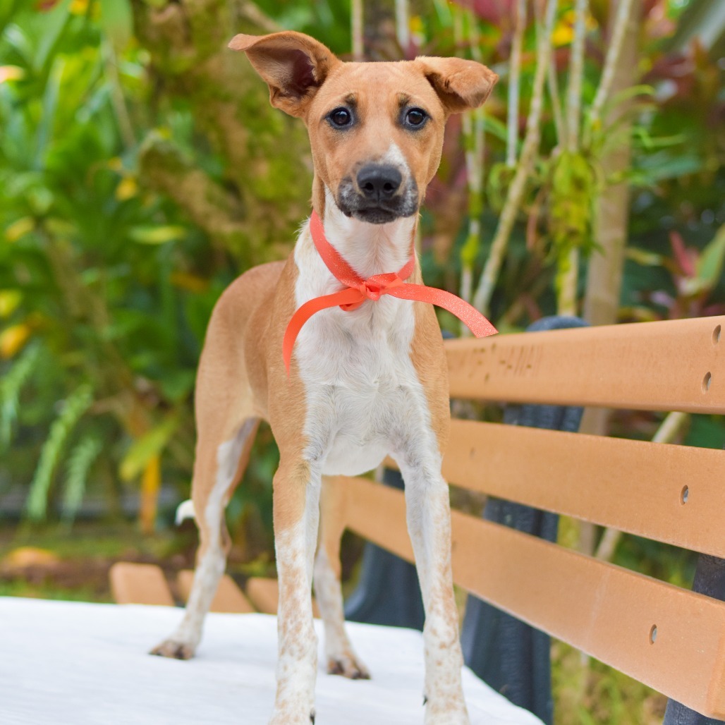 Pumpkin, an adoptable Mixed Breed in Kailua Kona, HI, 96740 | Photo Image 2