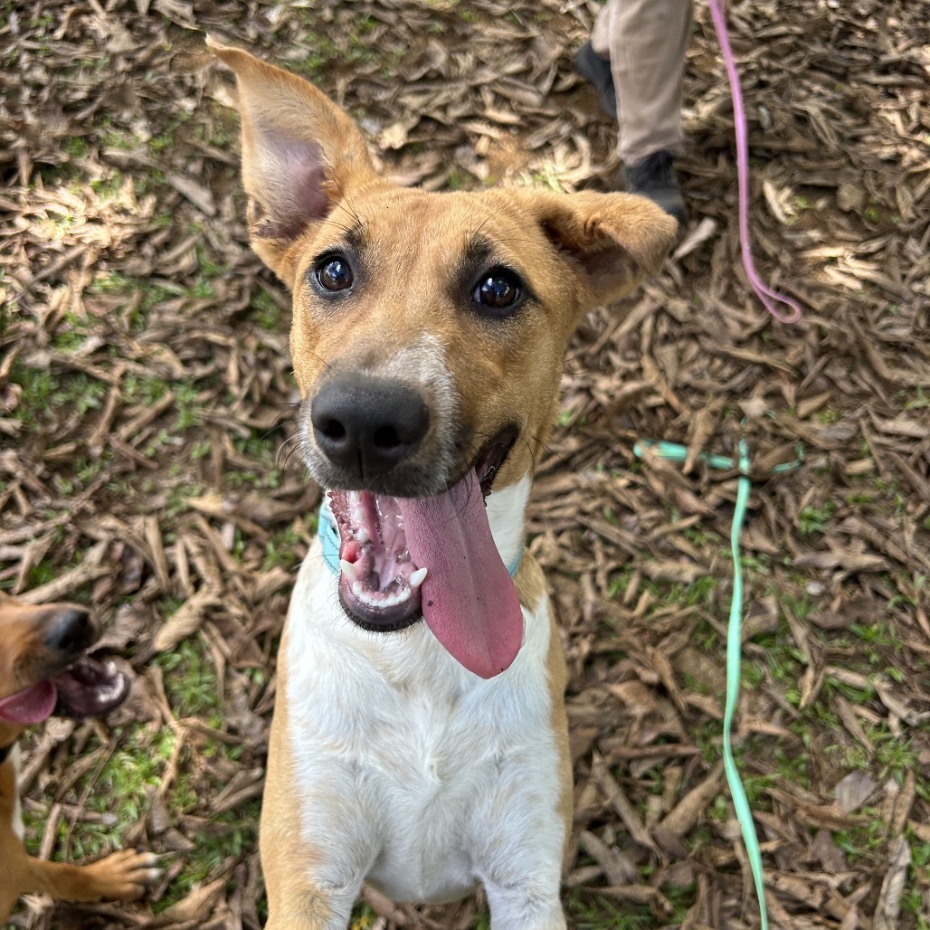 Pumpkin, an adoptable Mixed Breed in Kailua Kona, HI, 96740 | Photo Image 3