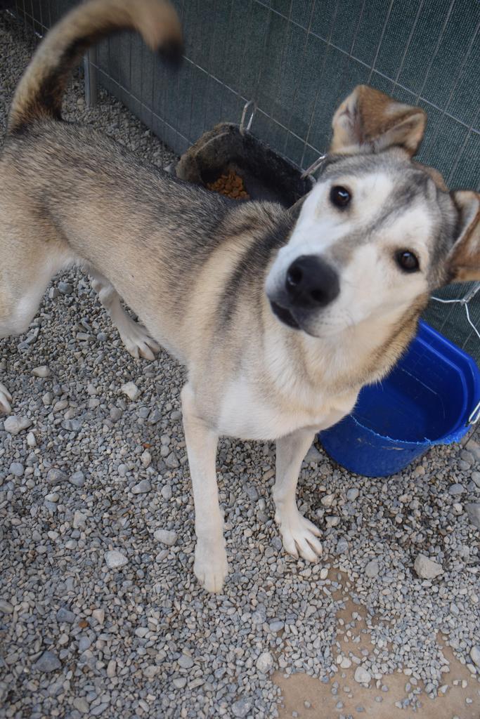 Leo (Aspen) (A1760415)