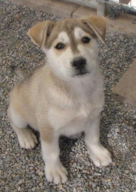 Leo (Aspen) (A1760415)